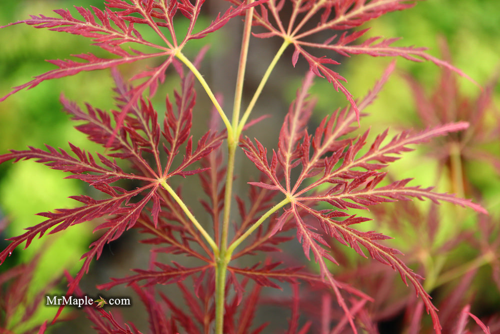 Acer palmatum 'Dragon's Fire' Weeping Japanese Maple