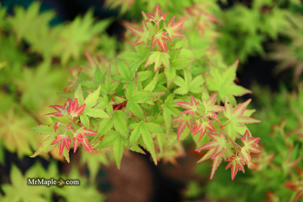 Acer palmatum 'Saiho' Dwarf Japanese Maple