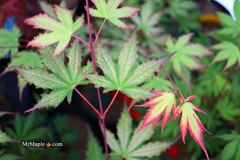 - Acer palmatum 'Firefly' Japanese Maple - Mr Maple │ Buy Japanese Maple Trees