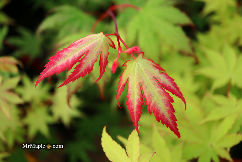 - Acer palmatum 'Firefly' Japanese Maple - Mr Maple │ Buy Japanese Maple Trees