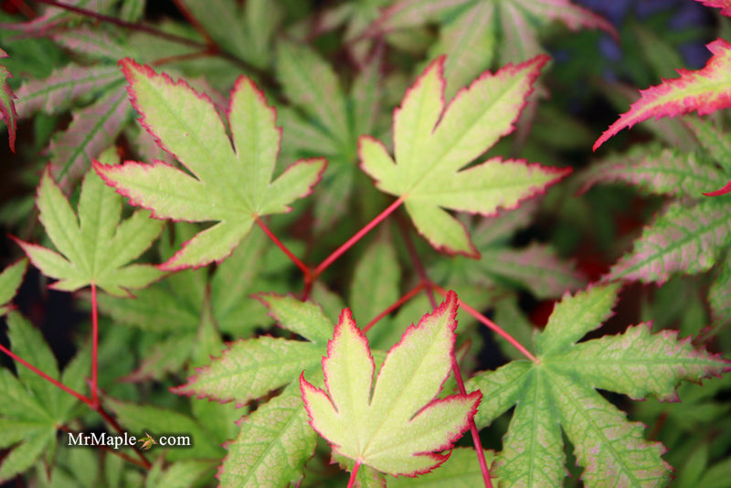 - Acer palmatum 'Firefly' Japanese Maple - Mr Maple │ Buy Japanese Maple Trees