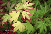 - Acer palmatum 'Firefly' Japanese Maple - Mr Maple │ Buy Japanese Maple Trees
