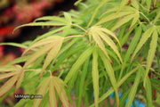 - Acer palmatum 'Yellow Threads' Rare Japanese Maple - Mr Maple │ Buy Japanese Maple Trees