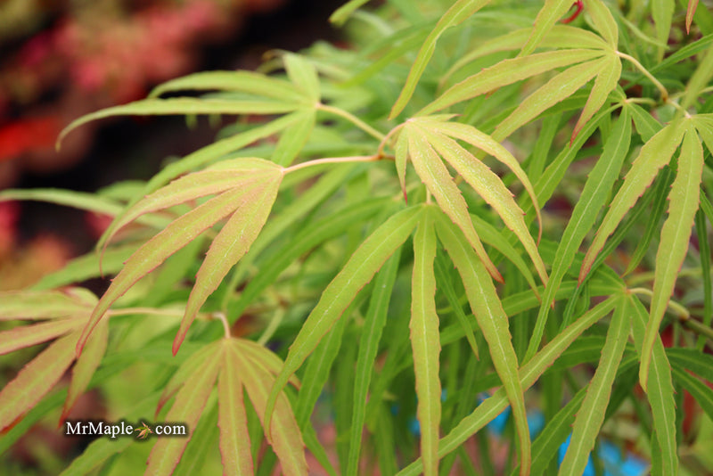 - Acer palmatum 'Yellow Threads' Rare Japanese Maple - Mr Maple │ Buy Japanese Maple Trees