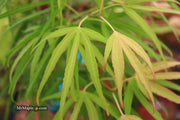 - Acer palmatum 'Yellow Threads' Rare Japanese Maple - Mr Maple │ Buy Japanese Maple Trees