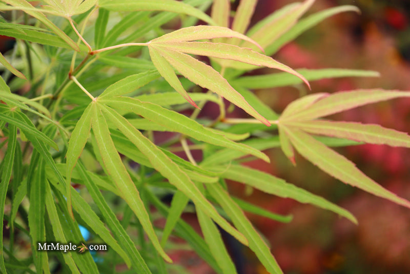 - Acer palmatum 'Yellow Threads' Rare Japanese Maple - Mr Maple │ Buy Japanese Maple Trees