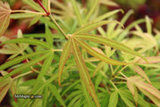 - Acer palmatum 'Yellow Threads' Rare Japanese Maple - Mr Maple │ Buy Japanese Maple Trees