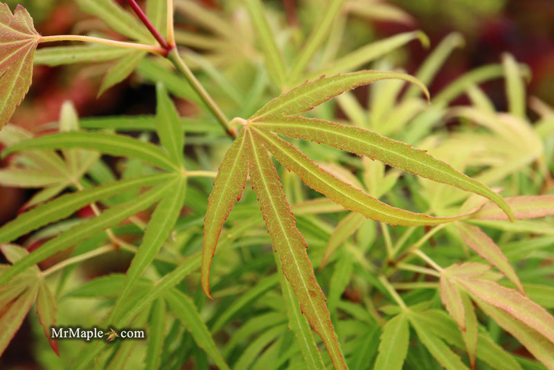 - Acer palmatum 'Yellow Threads' Rare Japanese Maple - Mr Maple │ Buy Japanese Maple Trees