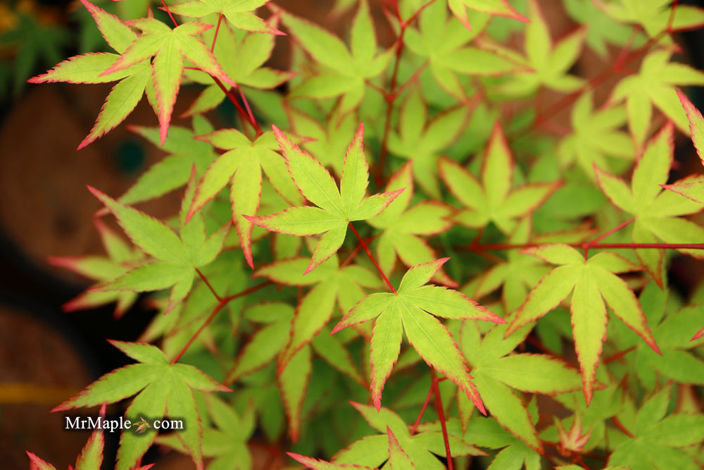 Acer palmatum 'Kiyohime' Dwarf Japanese Maple