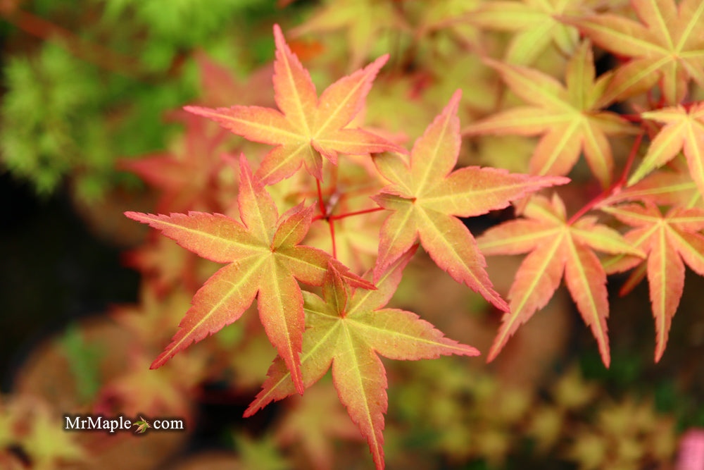 Acer palmatum 'Chisio Improved' Red Japanese Maple