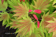 - FOR PICKUP ONLY | Acer shirasawanum Moonrise™ Full Moon Japanese Maple | DOES NOT SHIP - Mr Maple │ Buy Japanese Maple Trees