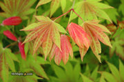 - Acer shirasawanum 'Moonrise™' Full Moon Japanese Maple - Mr Maple │ Buy Japanese Maple Trees