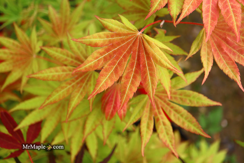 - Acer shirasawanum 'Moonrise™' Full Moon Japanese Maple - Mr Maple │ Buy Japanese Maple Trees