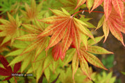 - FOR PICKUP ONLY | Acer shirasawanum Moonrise™ Full Moon Japanese Maple | DOES NOT SHIP - Mr Maple │ Buy Japanese Maple Trees