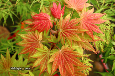 - Acer shirasawanum 'Moonrise™' Full Moon Japanese Maple - Mr Maple │ Buy Japanese Maple Trees