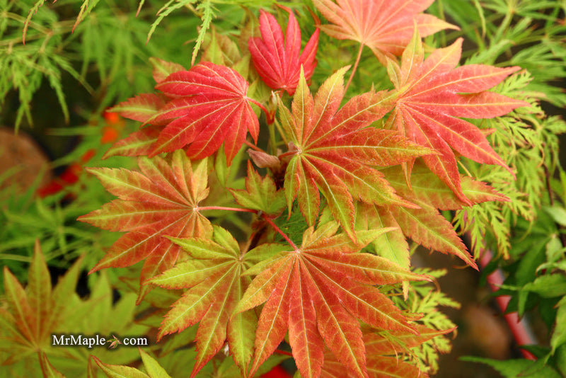 - FOR PICKUP ONLY | Acer shirasawanum Moonrise™ Full Moon Japanese Maple | DOES NOT SHIP - Mr Maple │ Buy Japanese Maple Trees