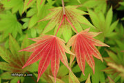 - Acer shirasawanum 'Moonrise™' Full Moon Japanese Maple - Mr Maple │ Buy Japanese Maple Trees