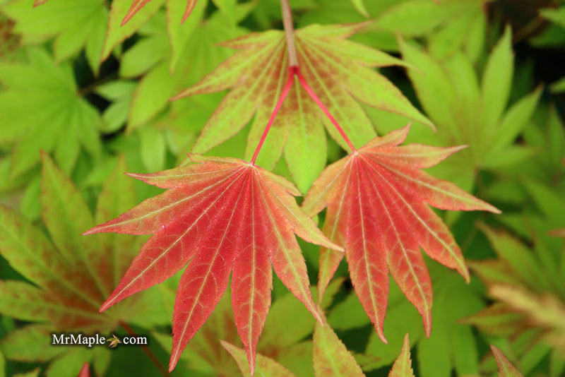 - Acer shirasawanum 'Moonrise™' Full Moon Japanese Maple - Mr Maple │ Buy Japanese Maple Trees