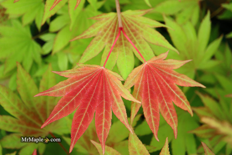 - FOR PICKUP ONLY | Acer shirasawanum Moonrise™ Full Moon Japanese Maple | DOES NOT SHIP - Mr Maple │ Buy Japanese Maple Trees