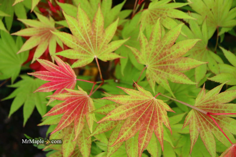 - FOR PICKUP ONLY | Acer shirasawanum Moonrise™ Full Moon Japanese Maple | DOES NOT SHIP - Mr Maple │ Buy Japanese Maple Trees