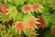 - Acer shirasawanum 'Moonrise™' Full Moon Japanese Maple - Mr Maple │ Buy Japanese Maple Trees