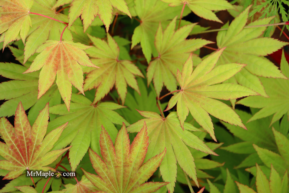 Acer shirasawanum 'Moonrise™' Full Moon Japanese Maple