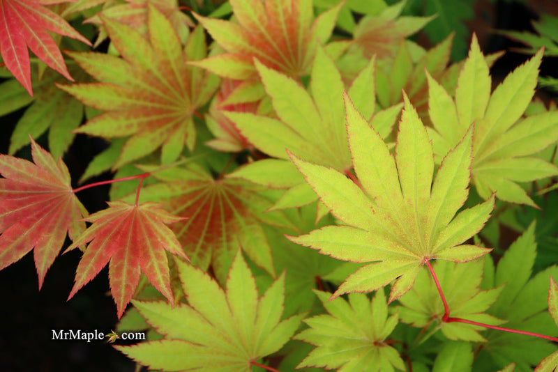 - FOR PICKUP ONLY | Acer shirasawanum Moonrise™ Full Moon Japanese Maple | DOES NOT SHIP - Mr Maple │ Buy Japanese Maple Trees