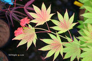 - Acer shirasawanum 'Moonrise™' Full Moon Japanese Maple - Mr Maple │ Buy Japanese Maple Trees
