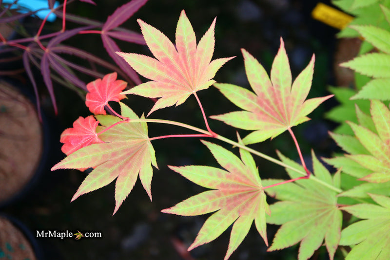 - Acer shirasawanum 'Moonrise™' Full Moon Japanese Maple - Mr Maple │ Buy Japanese Maple Trees