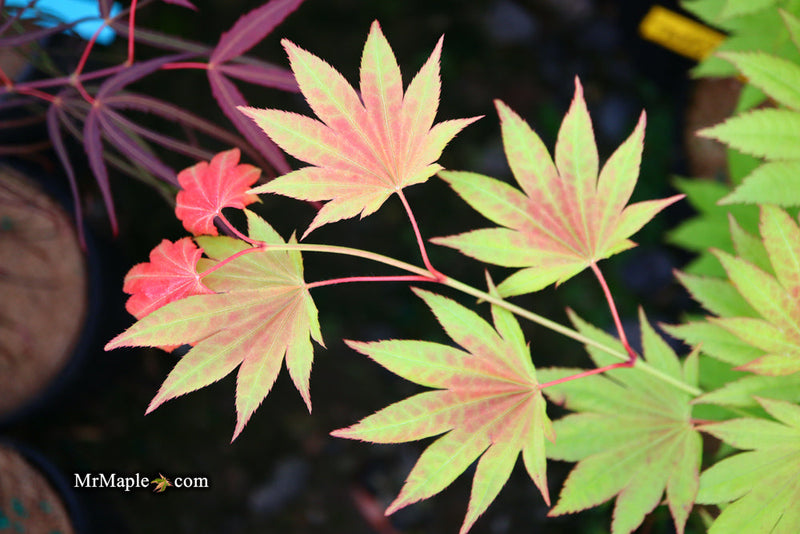 - FOR PICKUP ONLY | Acer shirasawanum Moonrise™ Full Moon Japanese Maple | DOES NOT SHIP - Mr Maple │ Buy Japanese Maple Trees
