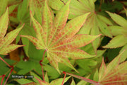 - Acer shirasawanum 'Moonrise™' Full Moon Japanese Maple - Mr Maple │ Buy Japanese Maple Trees