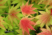 - Acer shirasawanum 'Moonrise™' Full Moon Japanese Maple - Mr Maple │ Buy Japanese Maple Trees