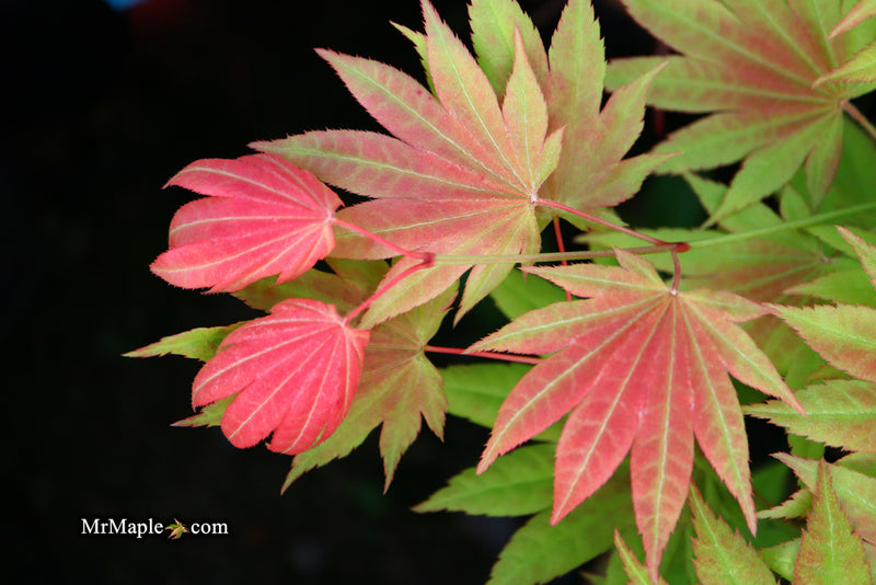 - Acer shirasawanum 'Moonrise™' Full Moon Japanese Maple - Mr Maple │ Buy Japanese Maple Trees