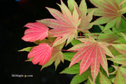 - FOR PICKUP ONLY | Acer shirasawanum Moonrise™ Full Moon Japanese Maple | DOES NOT SHIP - Mr Maple │ Buy Japanese Maple Trees