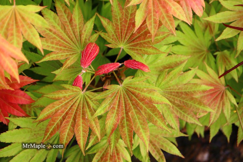 - FOR PICKUP ONLY | Acer shirasawanum Moonrise™ Full Moon Japanese Maple | DOES NOT SHIP - Mr Maple │ Buy Japanese Maple Trees