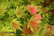 - FOR PICKUP ONLY | Acer shirasawanum Moonrise™ Full Moon Japanese Maple | DOES NOT SHIP - Mr Maple │ Buy Japanese Maple Trees