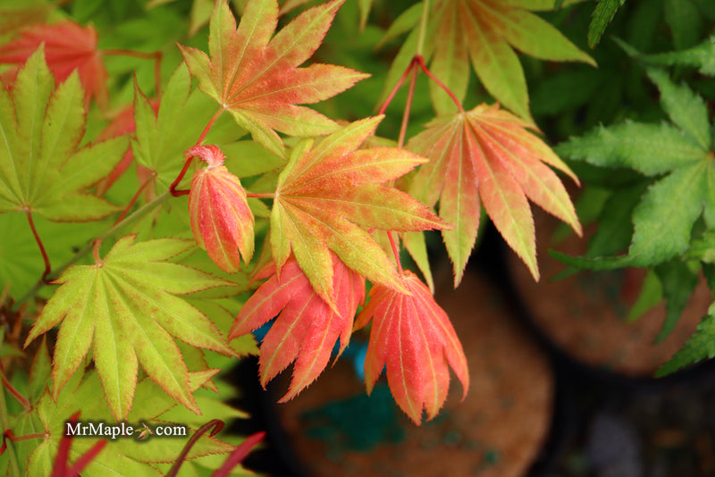 - Acer shirasawanum 'Moonrise™' Full Moon Japanese Maple - Mr Maple │ Buy Japanese Maple Trees