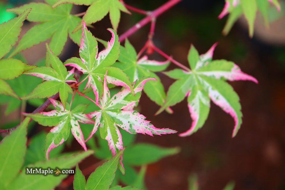 Acer palmatum 'Oridono nishiki' Pink Variegated Japanese Maple