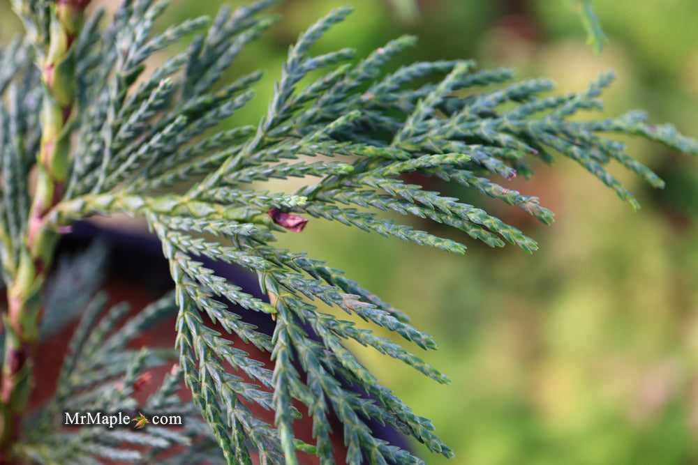Chamaecyparis nootkatensis 'Green Arrow' Narrow Weeping Alaskan Cedar