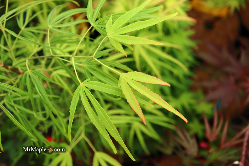 - Acer palmatum 'Yellow Threads' Rare Japanese Maple - Mr Maple │ Buy Japanese Maple Trees