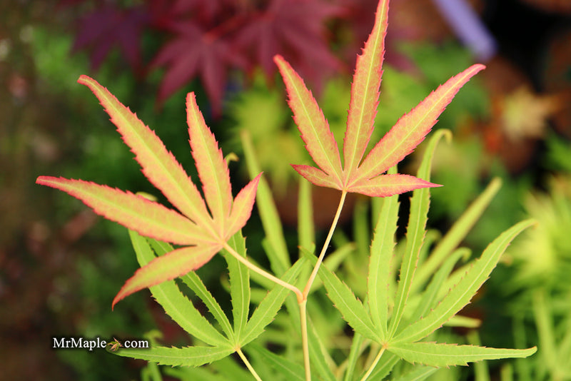 - Acer palmatum 'Yellow Threads' Rare Japanese Maple - Mr Maple │ Buy Japanese Maple Trees