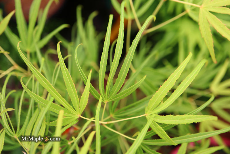 - Acer palmatum 'Yellow Threads' Rare Japanese Maple - Mr Maple │ Buy Japanese Maple Trees