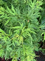 - Acer palmatum Kryptonite™ Japanese Maple - Mr Maple │ Buy Japanese Maple Trees
