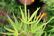 - Acer palmatum 'Yellow Threads' Rare Japanese Maple - Mr Maple │ Buy Japanese Maple Trees