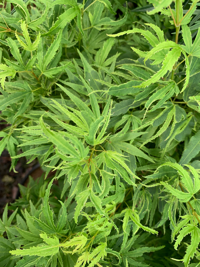 - Acer palmatum Kryptonite™ Japanese Maple - Mr Maple │ Buy Japanese Maple Trees