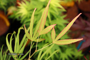 - Acer palmatum 'Yellow Threads' Rare Japanese Maple - Mr Maple │ Buy Japanese Maple Trees