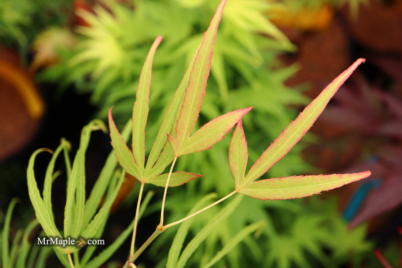 - Acer palmatum 'Yellow Threads' Rare Japanese Maple - Mr Maple │ Buy Japanese Maple Trees