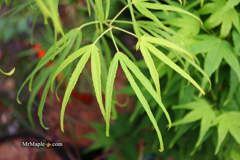 - Acer palmatum 'Yellow Threads' Rare Japanese Maple - Mr Maple │ Buy Japanese Maple Trees