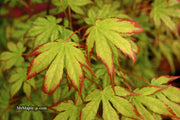 - Acer palmatum 'Phantom Flame' Japanese Maple - Mr Maple │ Buy Japanese Maple Trees