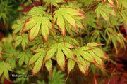 - Acer palmatum 'Phantom Flame' Japanese Maple - Mr Maple │ Buy Japanese Maple Trees